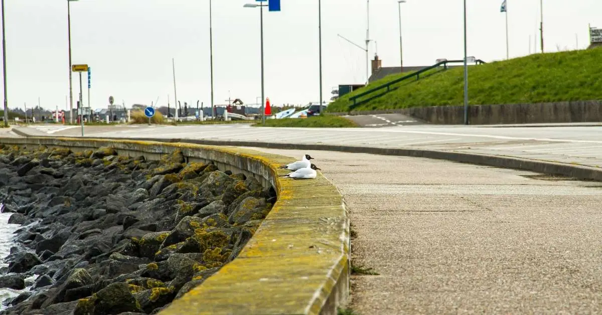 The Danish Dream