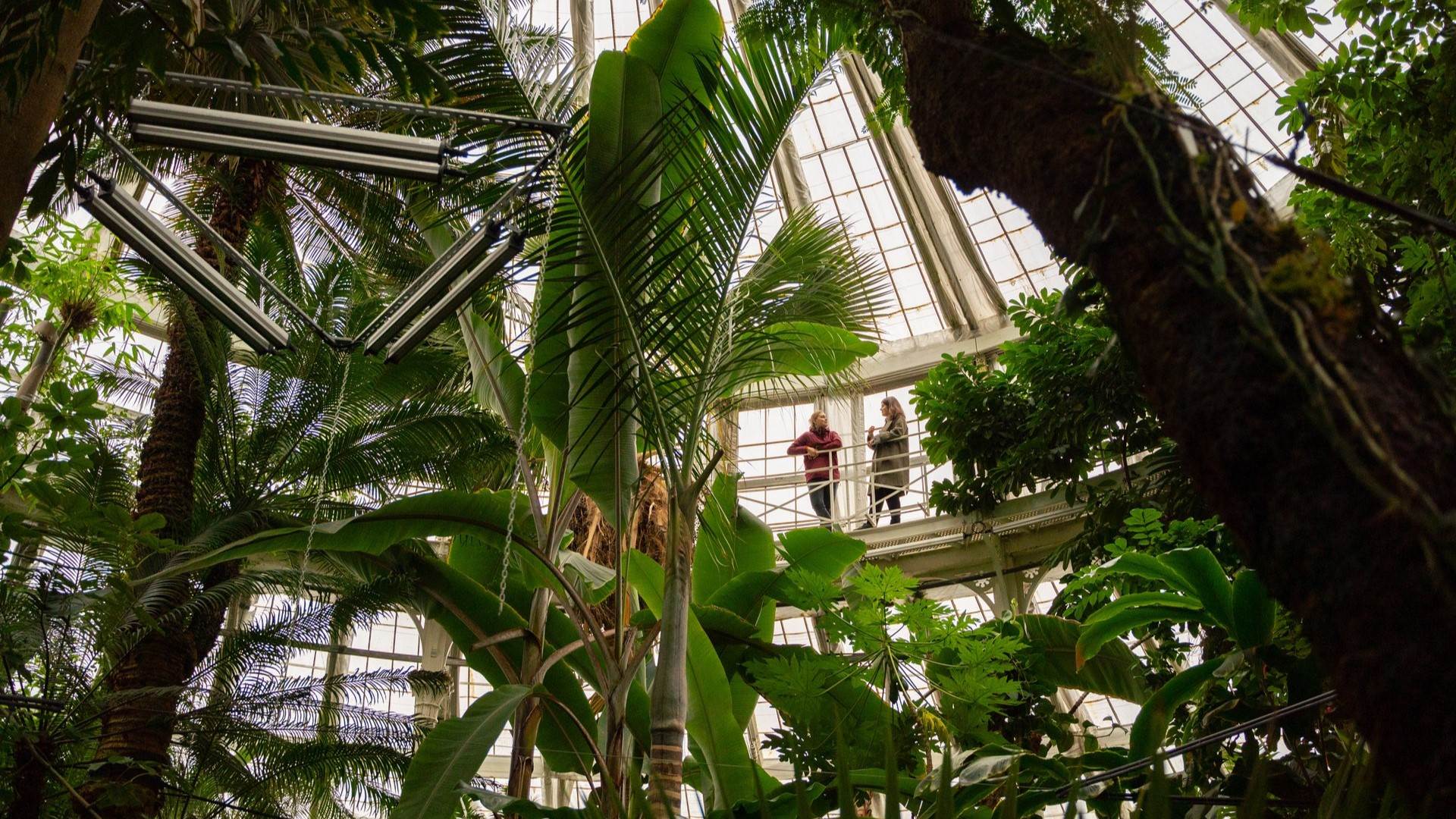 The Palm House, Copenhagen 