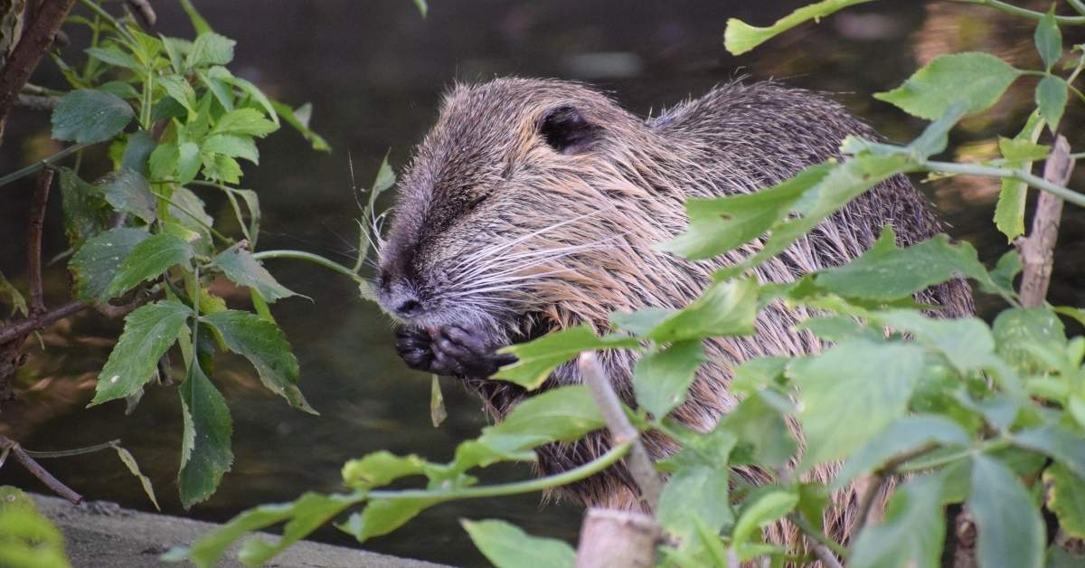 Zoos in Denmark