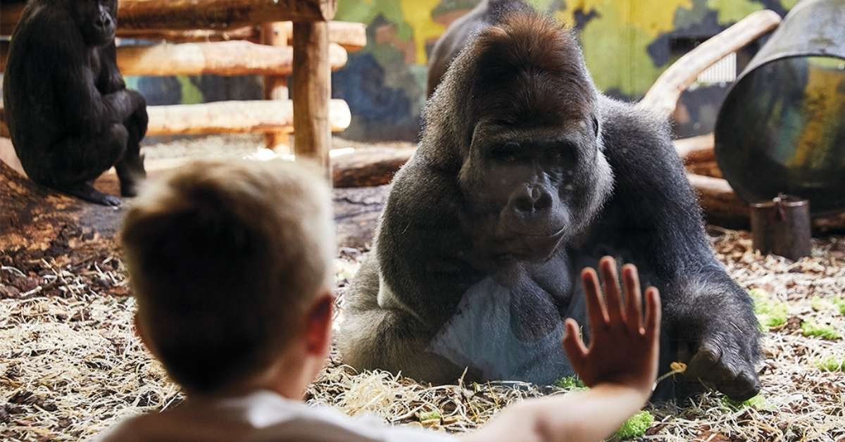 Givskud Zoo in Denmark