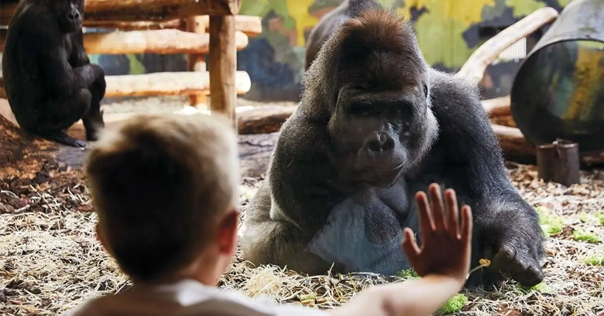 Amazing Zoos in Denmark: An Unforgettable Expat Guide Givskud Zoo in Denmark
