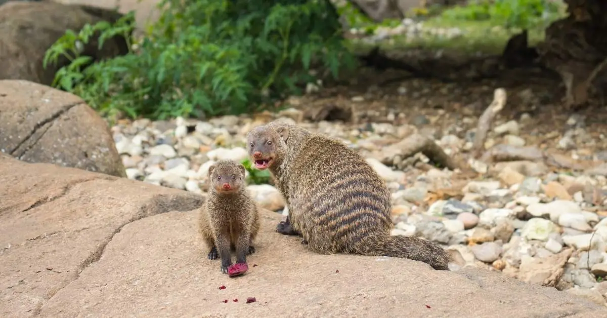 Amazing Zoos in Denmark: An Unforgettable Expat Guide Zoos in Copenhagen