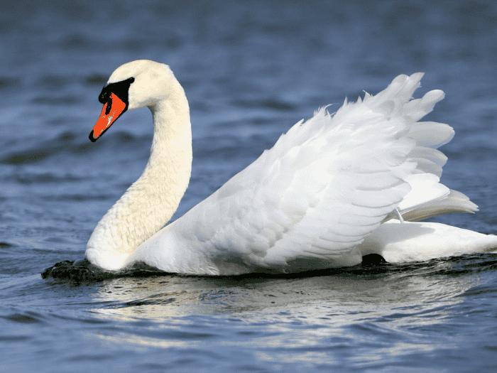 Image of the mute swan.