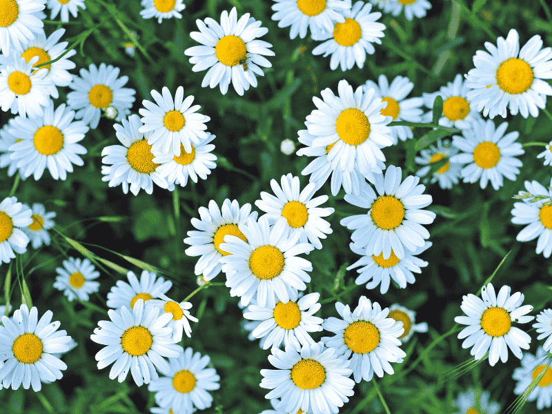 Nature in Denmark wouldn't be the same without marguerite daisies