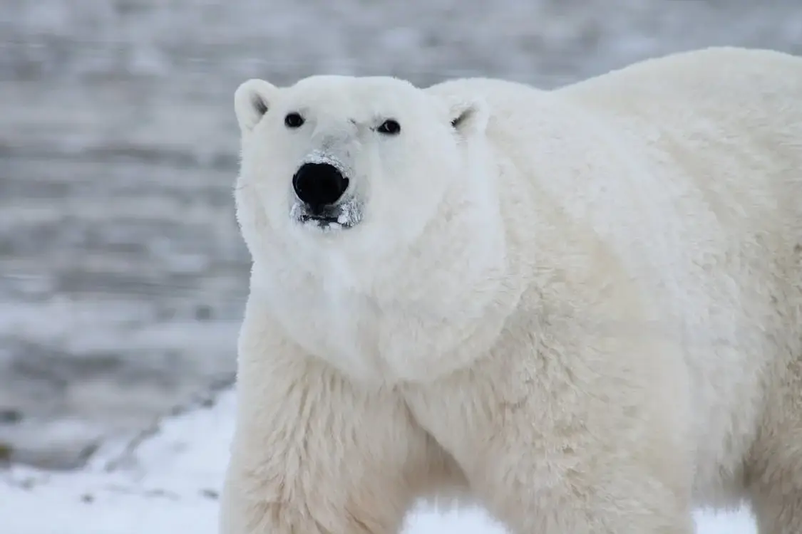 Denmark pushes joint Arctic research before 2032 Denmark pushes joint Arctic research before 2032