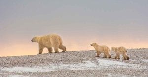 Polar Bears