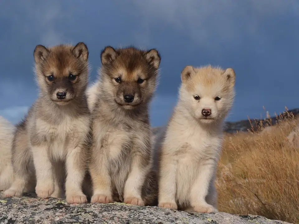 What to Do in Greenland: Guide to the Best Activities Greenland activities