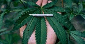 Danish Farms Test Lasers Against Weeds