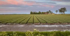 Danish Farmland Prices Soar Amid Investor Rush