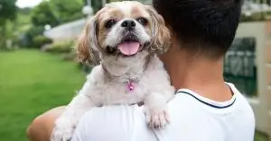 Pet Insurance In Denmark Surge: Danish Owners Frustrated