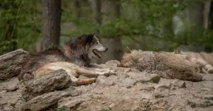 Denmark Unveils New Wolf Management Plan