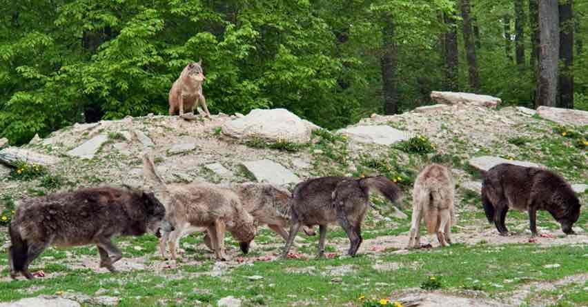 Rising Wolf Numbers Spark Public Concern Across Denmark Rising Wolf Numbers Spark Public Concern Across Denmark