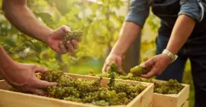 Climate Change Brings Opportunity for Danish Vineyards