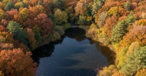 Gribskov Forest