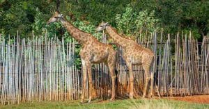 Knuthenborg Safari Park