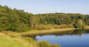 Almindingen Forest during the day.