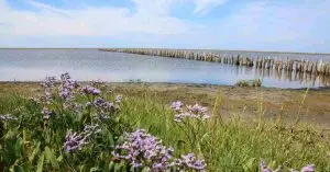 30,000 Fish Died in Danish Harbor: What Happened