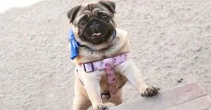 New Health-Focused Dog Breeding Rules in Denmark