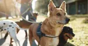 Public Support for Tougher Animal Cruelty Laws in Denmark