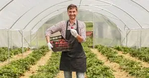 Tunnel Farming Takes Root as Danish Strawberry Fields Shrink