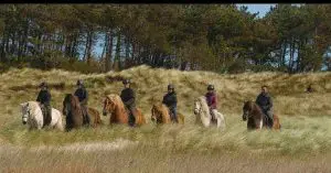 Wolf Kills Pony in Denmark: Debate Reignites