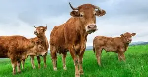 Danish Cattle