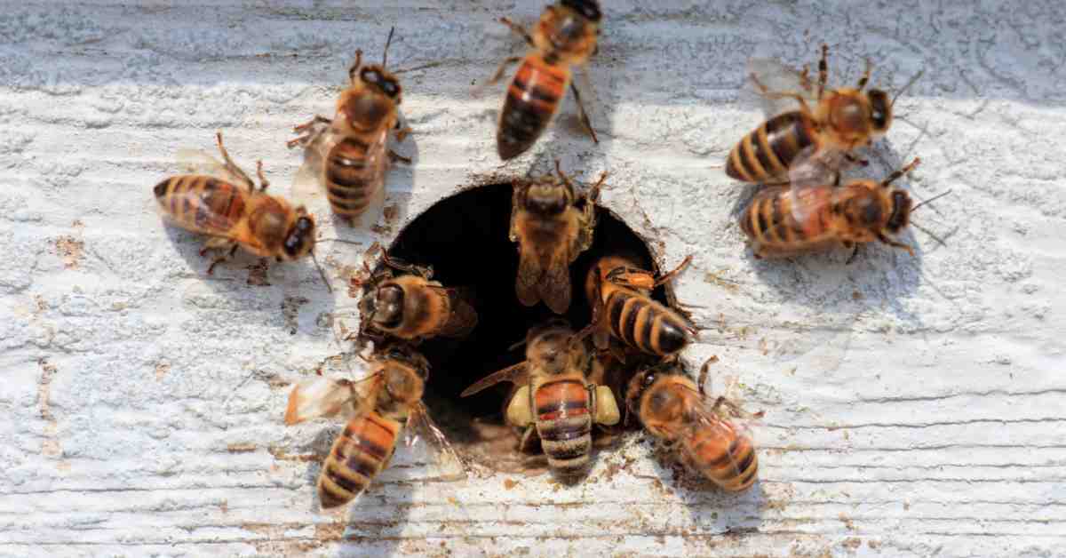 Danish Pest Control Overwhelmed as Calls for Help Double Danish Pest Control Overwhelmed as Calls for Help Double