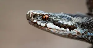 Man Faces Prison After 83 Starving Snakes Found