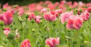 Denmarks favorite wildflowers