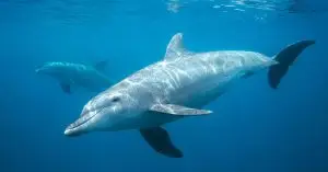 Dolphins in Denmark