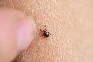 Ticks in Denmark