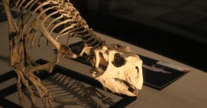 Denmark’s Fake Kraken Discovery and Movie Marketing Hype