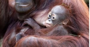 Aalborg zoo