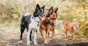 Danish pet-friendly