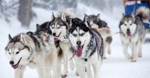 Inuit