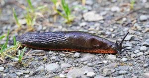 Killer Slugs in Denmark