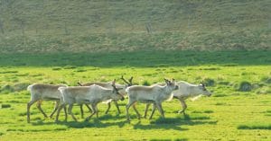 Reindeer