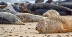 Seals in Denmark