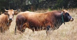 Tauros cattle