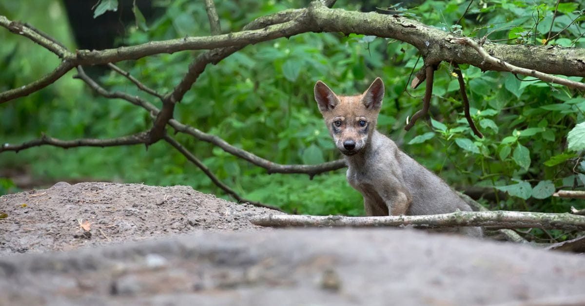 First Wolf Pups Born in Denmark Since 1800s First Wolf Pups Born in Denmark Since 1800s