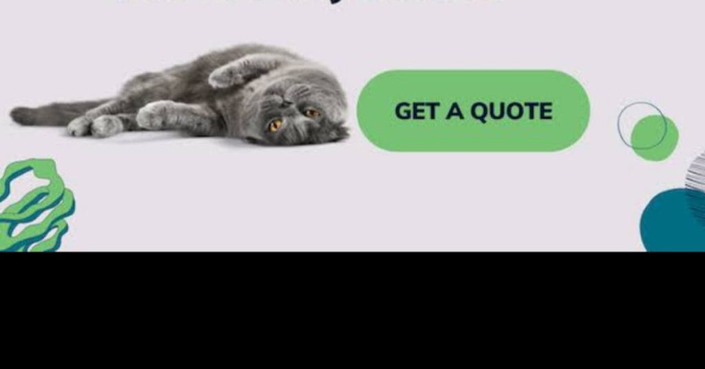 Best Cat Insurance in Denmark for Foreigners Best Cat Insurance in Denmark for Foreigners