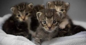 best cat insurance in denmark for foreigners
