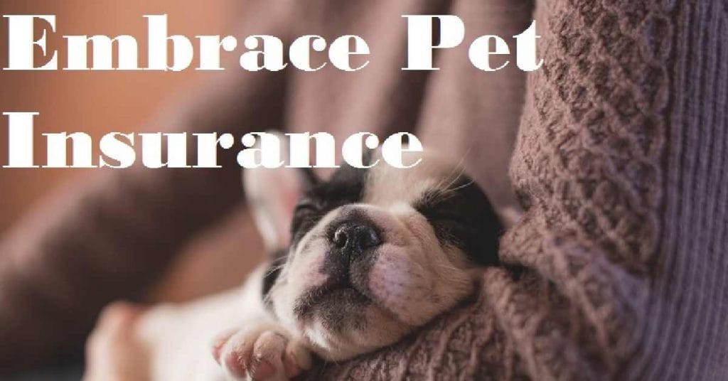 Best Dog Insurance in Denmark for Foreigners