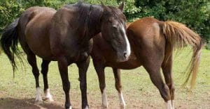 Horse Attacks