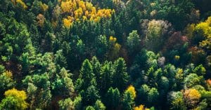 Denmark offers forest