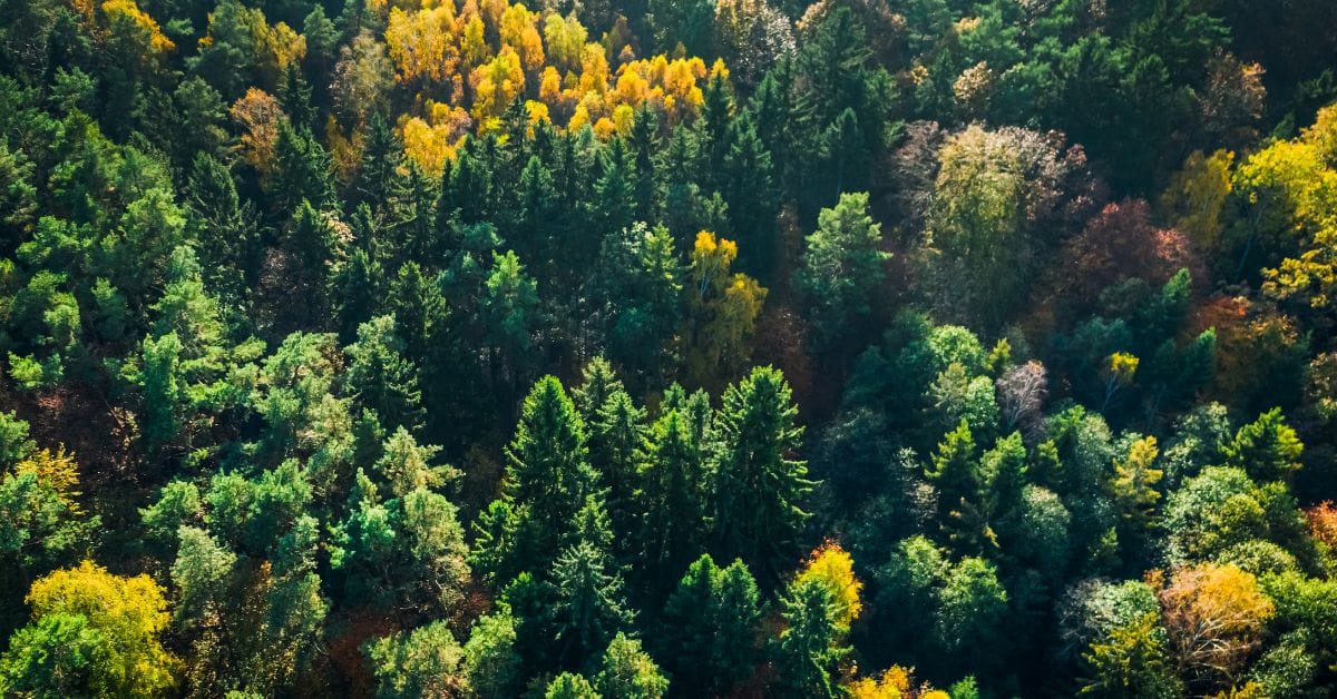 Denmark Offers Forest Subsidies to Landowners Denmark Offers Forest Subsidies to Landowners