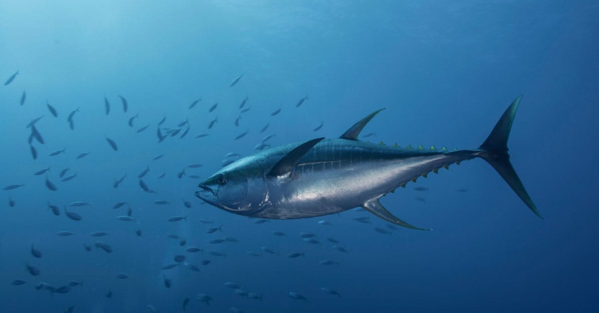Fishing in Denmark at New Level: Caught 367-Kilo Giant Tuna Fishing in Denmark at New Level: Caught 367-Kilo Giant Tuna