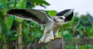 Nesting in Denmark