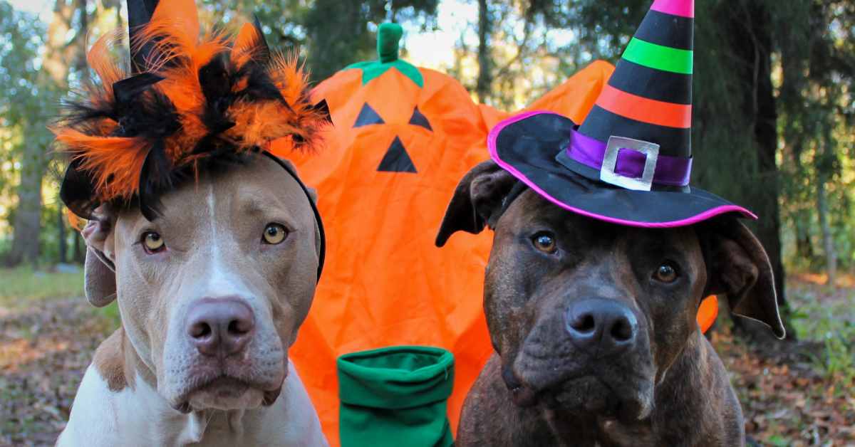 Halloween in Denmark: How to Keep Your Dog Safe and Calm