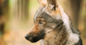 Wolf Kills Pony, Denmark’s Wildlife Debate Erupts